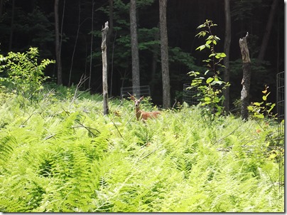 Deer at Rider Park