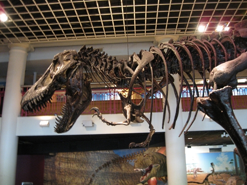 Tyranosaurus